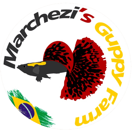 Marchezi Guppy Farm