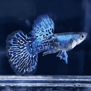 Guppy Dragon Blue