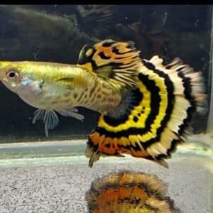 Casal Yellow Tiger
